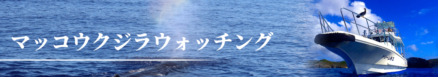マッコウクジラウォッチング