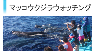 マッコウクジラウォッチング