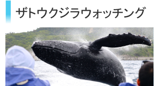 ザトウクジラウォッチング