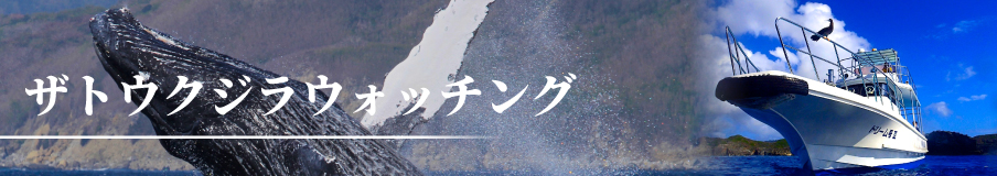 ザトウクジラウォッチング